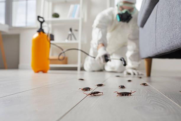 Commercial Rodent Management in Selmer